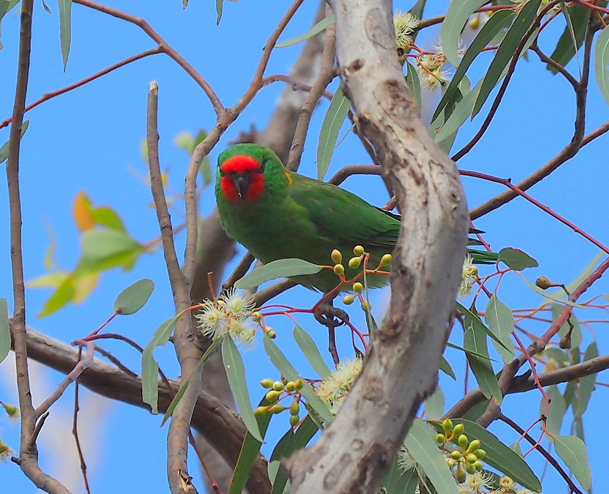 image Little Lorikeet